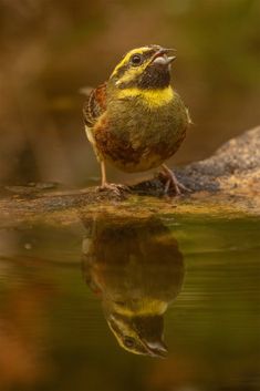 Cirl bunting Zaunammer