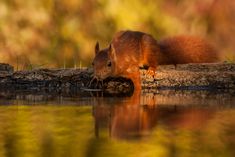 Eichhörnchen Eichhörnchen