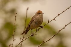 Mönchsgrasmücke Mönchsgrasmücke