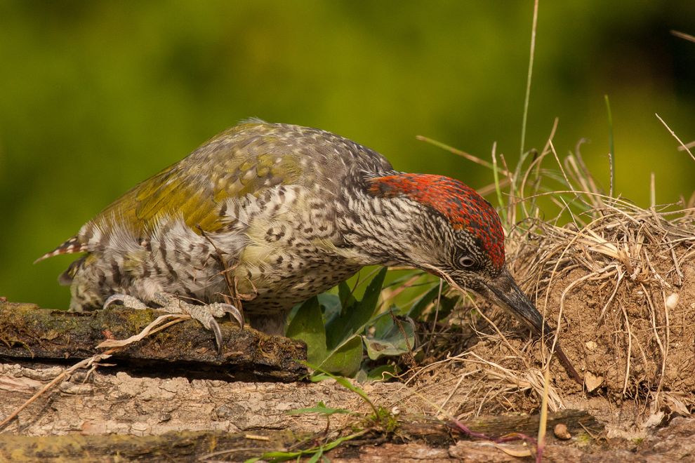 Grünspecht jagt Ameisen