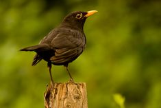 Amsel Amsel