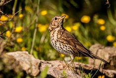 Singdrossel (Turdus philomelos)