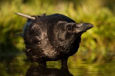 Rabenkrähe Rabenkrähe