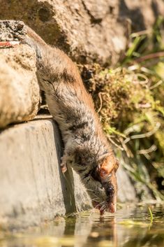 Gartenschläfer Gartenschläfer
