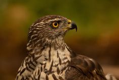 Juvenile Goshawk Junger Habicht