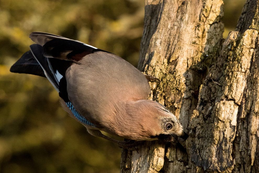 Eichelhäher versteckt Nuss